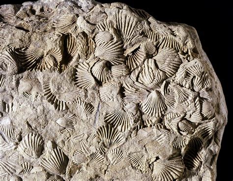 fossil brachiopod china|how old are brachiopod fossils.